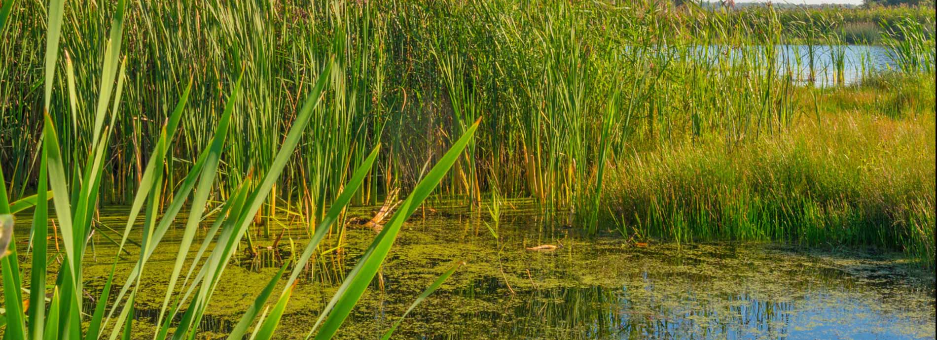 Home - Baird Creek Preservation Foundation